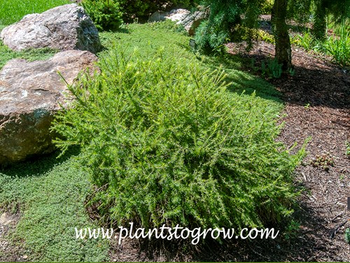 Prag Tamarack (Larix decidua)